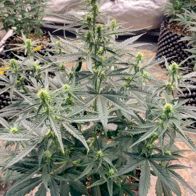 Куст Vanilla Latte Auto с завязями и первыми трихомами