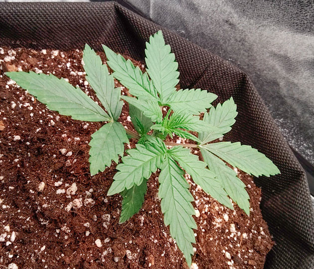 Активная вегетация конопли