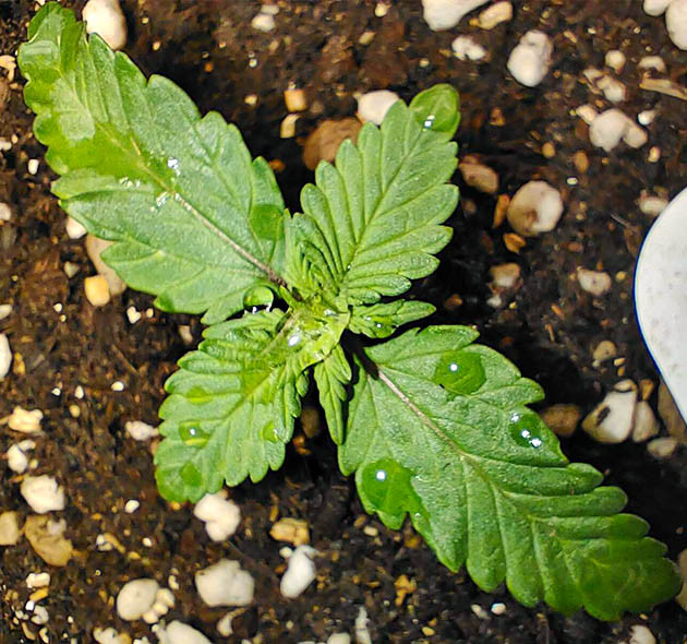 Растишка после полива