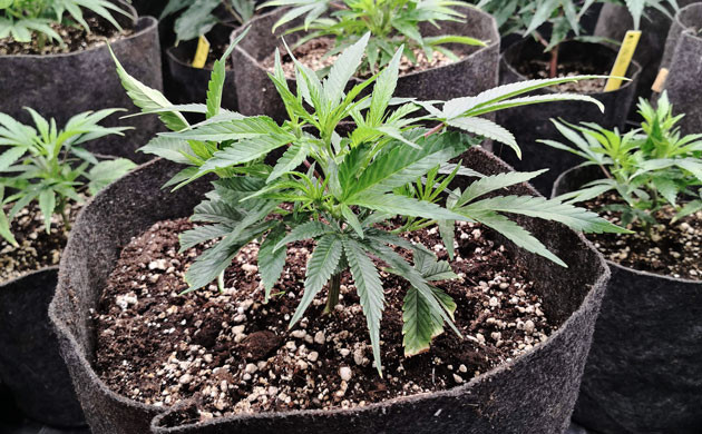 Клон конопли на 6 неделе