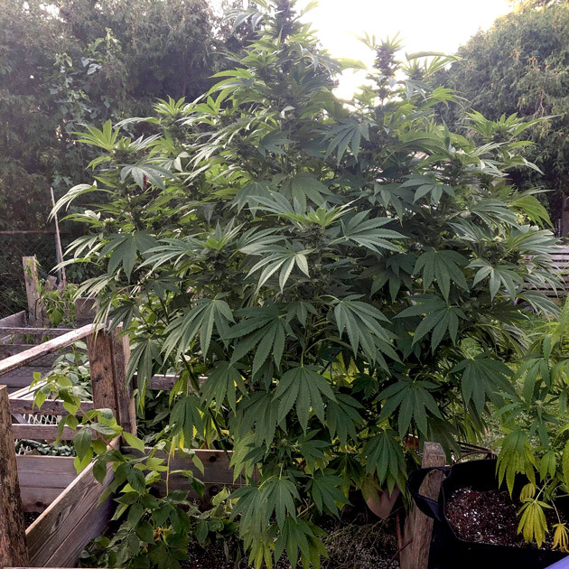 Формирование шишек