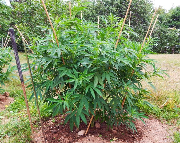 Куст марихуаны высотой 83 см