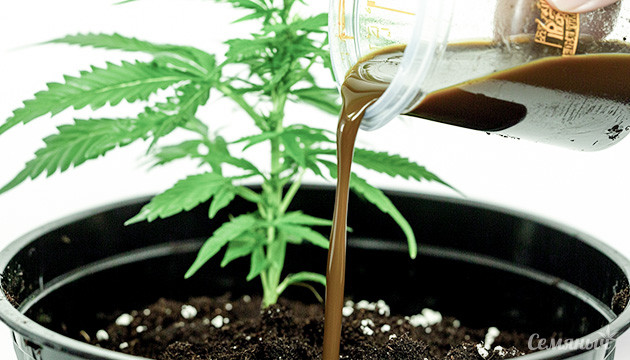 Альтернативные органические удобрения для конопли