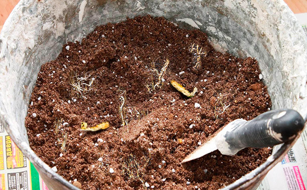 Дезинфекция почвы солнцем