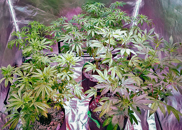 Куст Gorilla Glue от Monster Genetics на 10 неделе