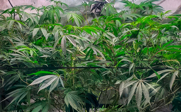 11 неделя роста конопли