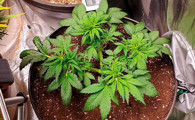 Куст после обрезки листьев