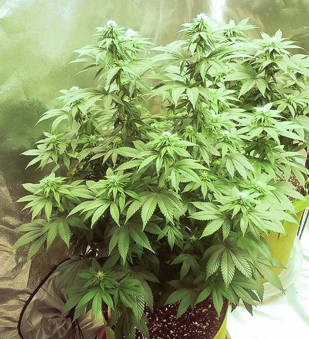 Pineapple Chunk дневник по выращиванию