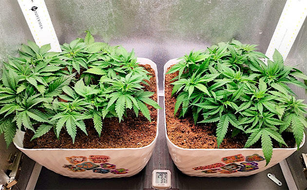 Кусты Mimosa Shot и Gorilla Zkittlez на 5 неделе