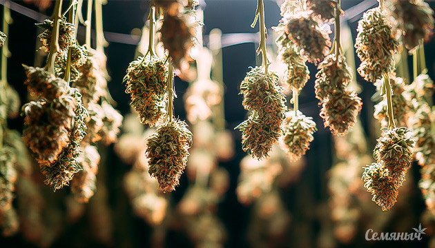 FAQ по сушке и пролечке марихуаны