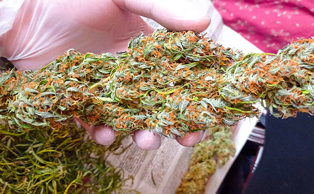 Шишки Auto Lemon Kix