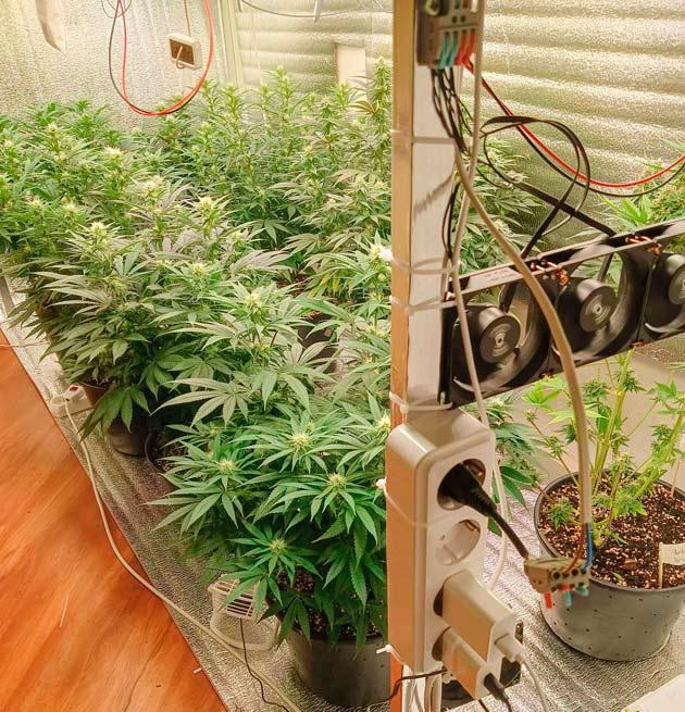 Кусты Permanent Marker от 7CH American на стадии цветения