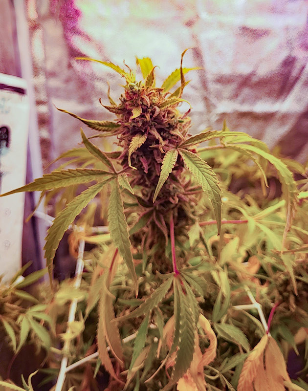 15 неделя выращивания конопли