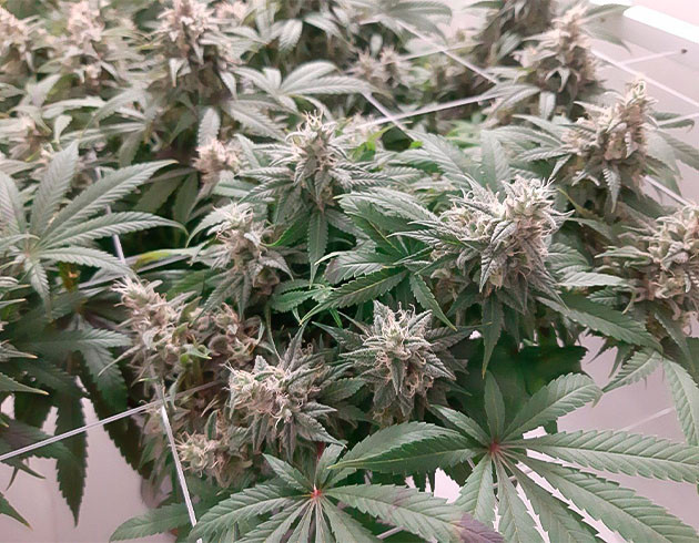 Как выращивать сорт конопли Glue Sherbet