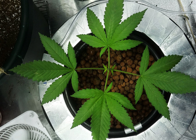 Куст после топпинга