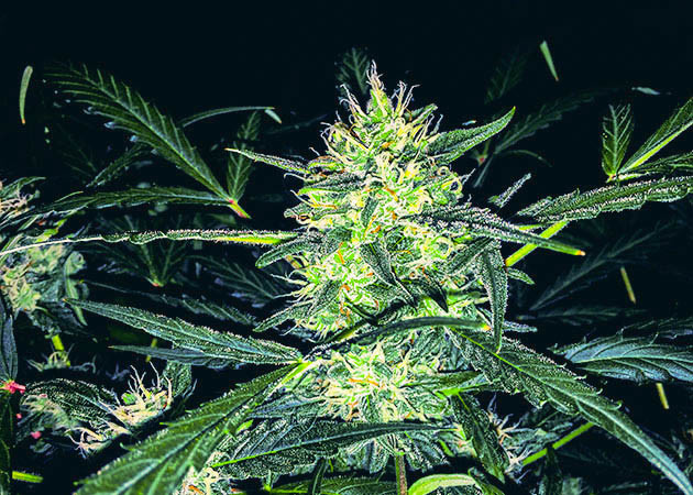 Куст Zkittlez Auto на цветении