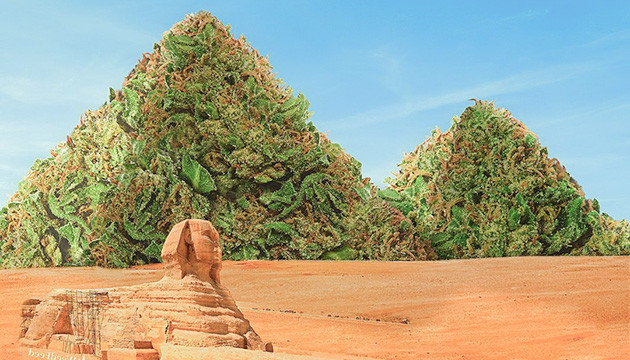 Родина сативных лендрейсов