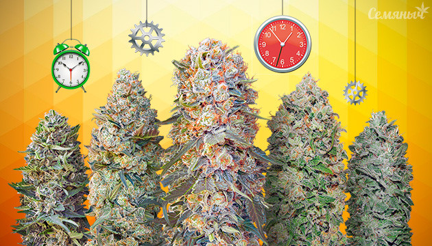 5 самых мощных автоцветов