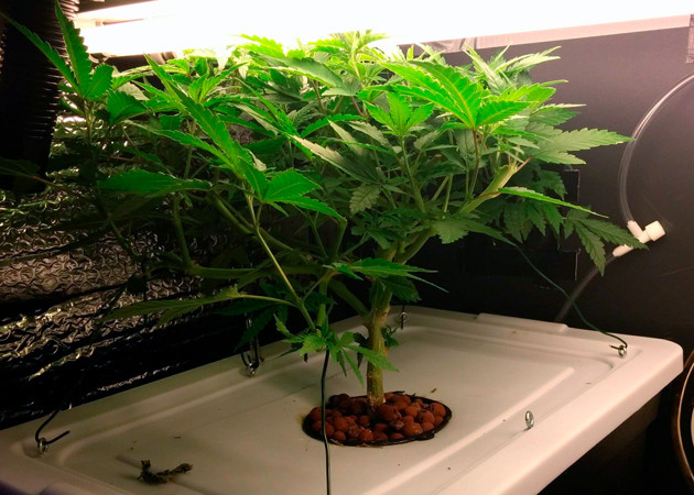 10 неделя вегетации