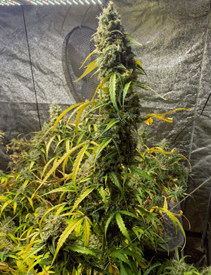 Центральная кола здоровго куста