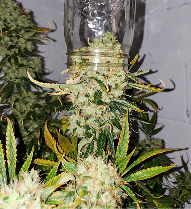 Сравнение диаметра шишки с горлышком банки