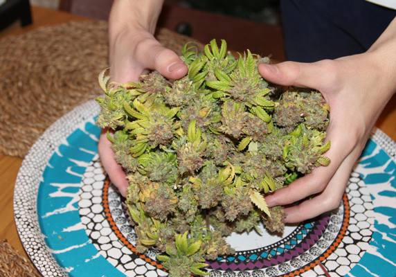 Шишки Jack Herer