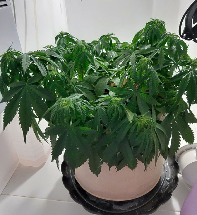 Подготовка Critical Orange Punch Auto к цветению