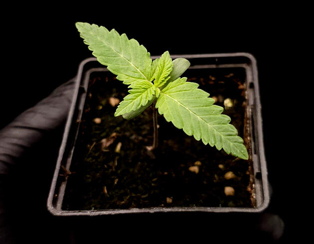 Росток Tropicana Cookies FF от FastBuds на 1 неделе