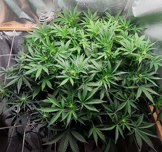 Куст конопли под ScrOG сеткой