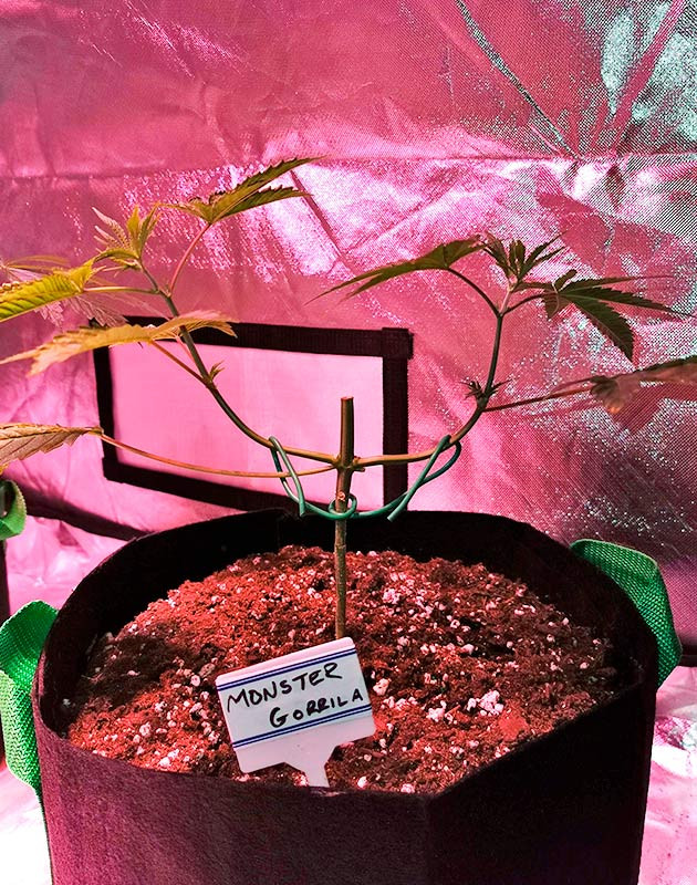 Растишка Gorilla Glue от Monster Genetics ростом 25 см