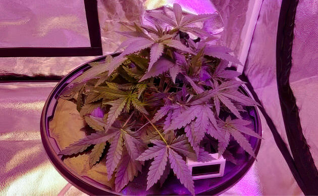 Каннабис на 5 неделе выращивания