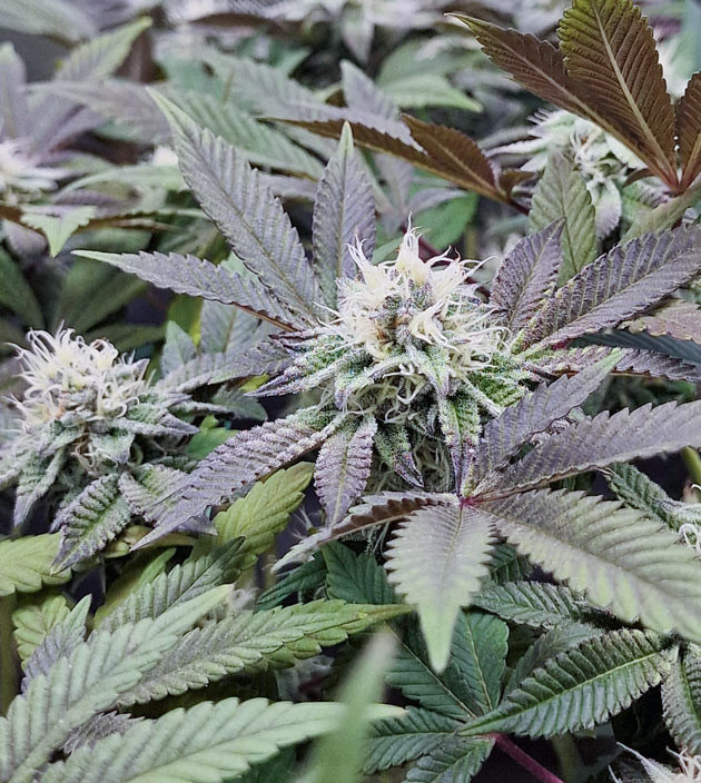 Сокращение светового дня до 11 часов