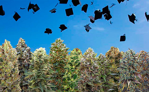 Конопля и выпускной