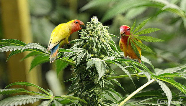 конопляные семена в корме попугаев
