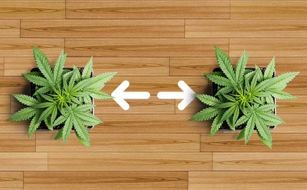 Размещение кустов разных сортов