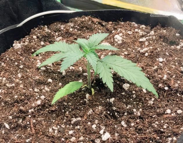 Punchberry Cookies RBX на 21 день после пересадки в 11-литровый горшок