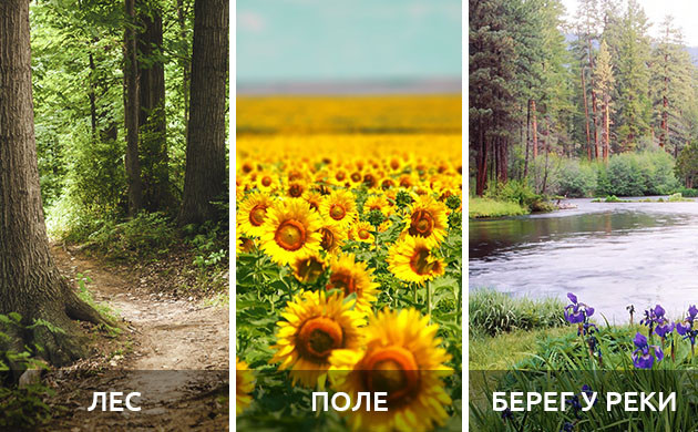 Лес, поле и берег реки