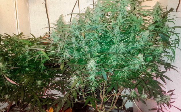 Цветение на 11 неделе