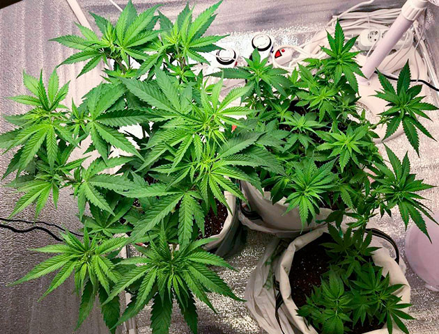 Перевод на цветение растения LSD