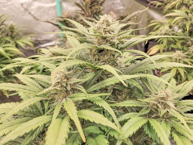 Куст Ztrawberriez Auto на цветении