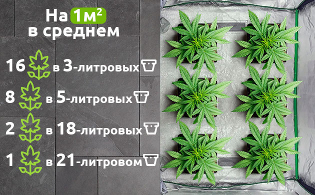 Горшки для эффективного грова