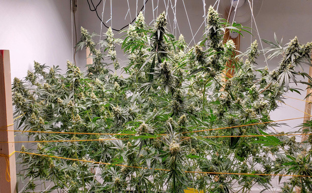 Созревающие шишки