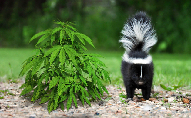 Небольшой сканковый куст