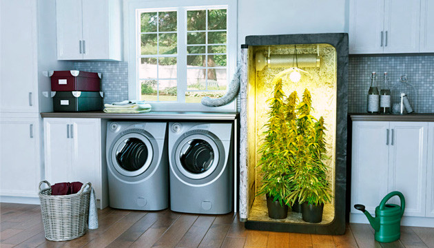 Выращивание в гроубоксе