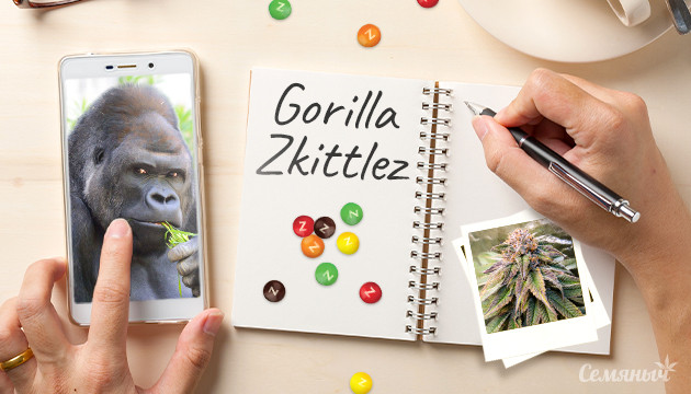 Гроурепорт сорта Gorilla Zkittlez