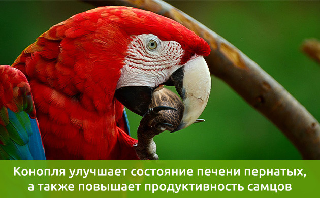 Семена каннабиса для здоровья пернатых