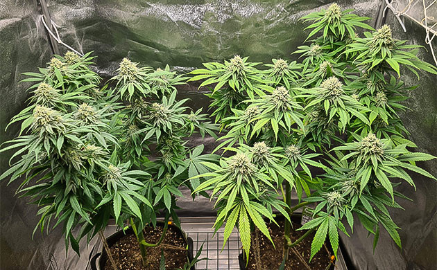 развитие каннабиса Chemical Bride