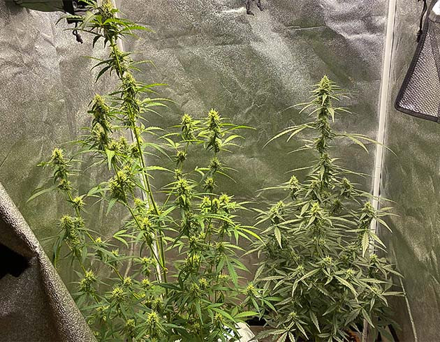 Начало цветения Purple Punch Auto