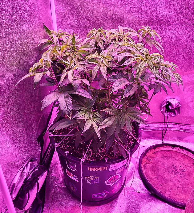 Куст Moonshine Cookies на 7 неделе роста