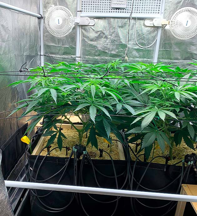 Куст Gorilla Glue #4 от Blimburn Seeds на 10 неделе
